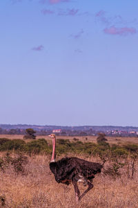 animal