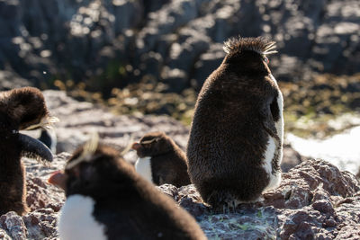 View of ducks on rock