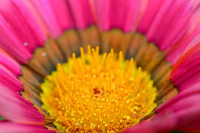 Close-up of pink flower