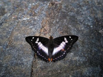 Close-up of butterfly on rock