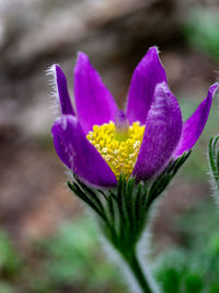 Close-up of purple crocus flower