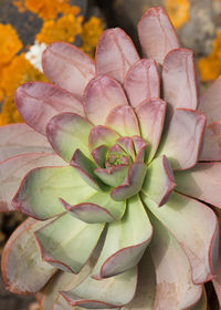 Succulent aeonium plant on stone wall, typical flower of the canary islands.