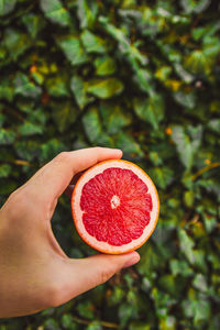 Close-up of woman hand holding strawberry