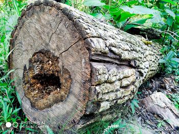 Close-up of tree trunk