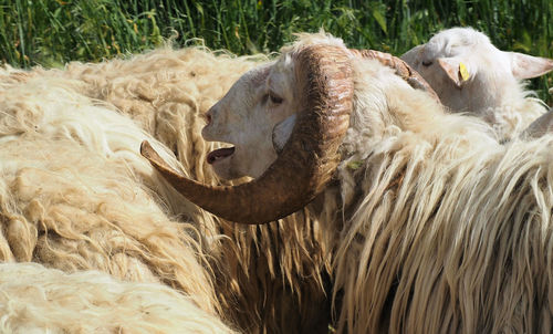 Close-up of sheep