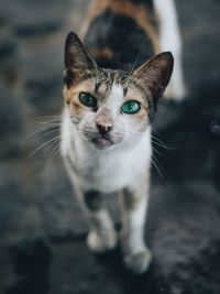 Close-up portrait of cat