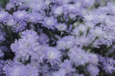 Close-up of purple flowering plants