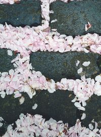 Close-up of pink flowers