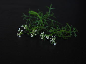 Close-up of plant against black background