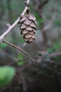 Close-up of pine cone