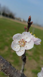 Close-up of flowers against blurred background