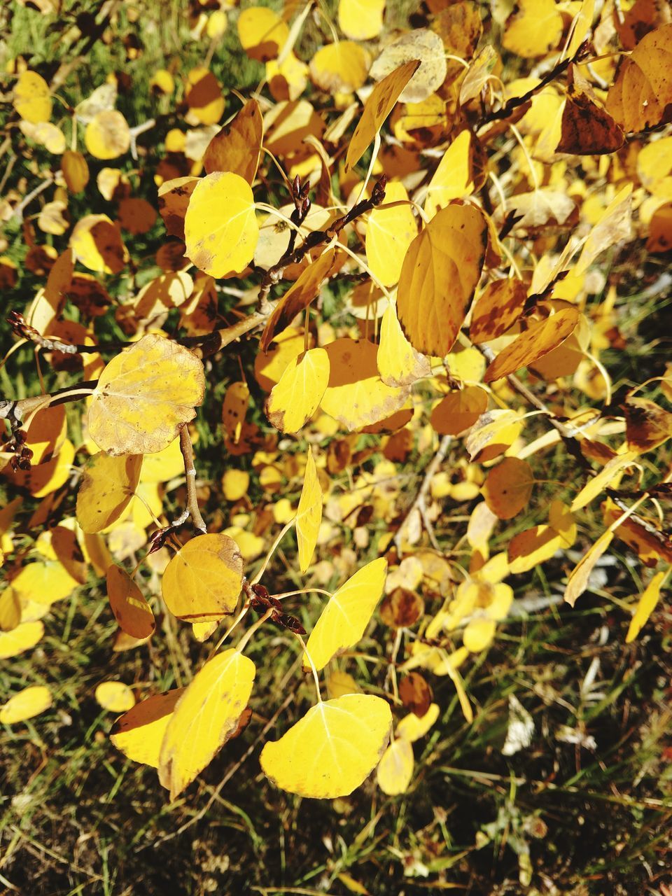 CLOSE-UP OF YELLOW LEAVES ON PLANT