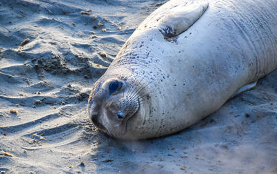 Cute smiling seal staring with big brown eyes laying on sandy beach