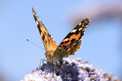 Close-up of butterfly on purple flower