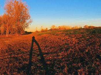 Scenic view of field against clear sky during sunset