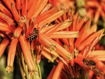 Close-up of bee pollinating flower
