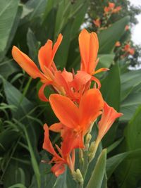 Close-up of orange day lily blooming outdoors