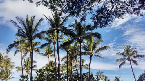 Low angle view of palm trees against sky