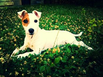 Portrait of dog in backyard