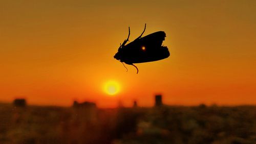 Close-up of silhouette insect against orange sky