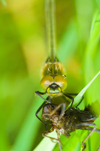 Close-up of insect on plant