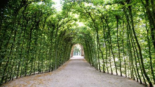 Walkway amidst trees in forest