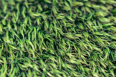 Macro of the green fresh moss