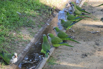 High angle view of duck on field