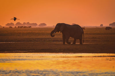 Elephant at sunset