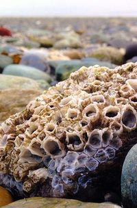 Close-up of stones on rocks