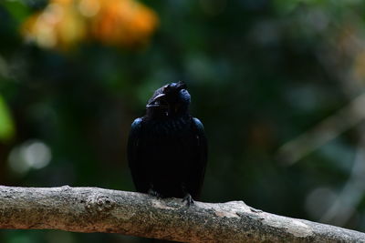 Close-up of bird perching on branch