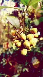 Close-up of fruits on tree