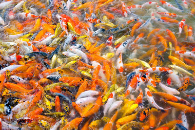 View of fish swimming in lake