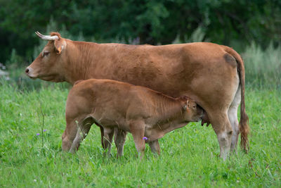 Cow grazing on field