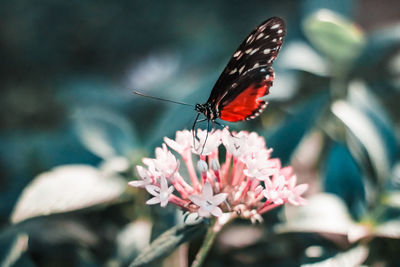 Close-up of butterfly pollinating on pink flower