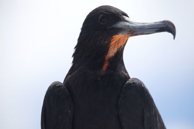 Close-up of a bird against clear sky