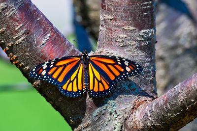 Close-up of butterfly on tree trunk