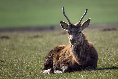 Red deer, cervus elaphus, lying in the meadow