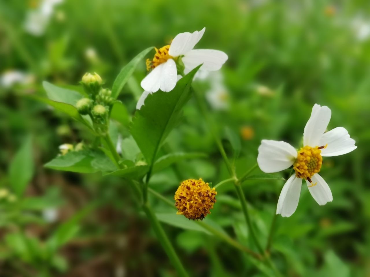 CLOSE-UP OF WHITE FLOWERS