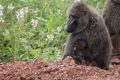 Baboon sitting on land in forest