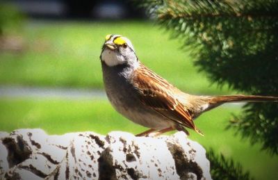 Close-up of bird perching on white background