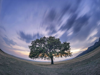 Trees on landscape against sky at sunset