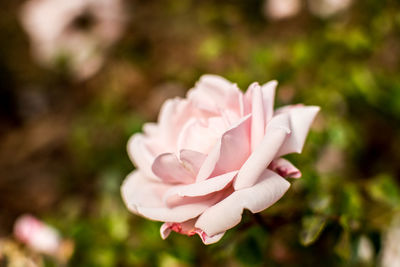 Close-up of pink rose