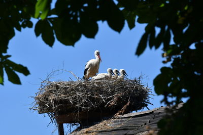 Birds perching on nest