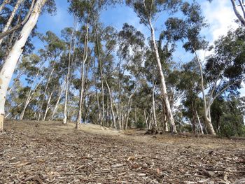 Low angle view of trees in forest against sky