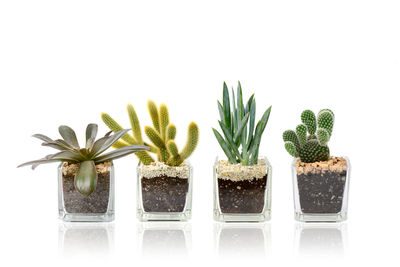 Potted plants against white background