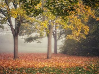 Trees in park during autumn