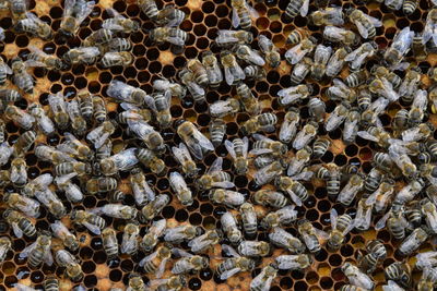 Full frame shot of bees