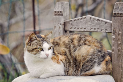 Close-up of cat relaxing on chair