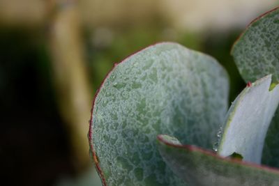 Close-up of green leaf against blurred background